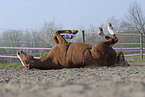 wallowing horse