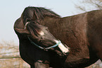 horse