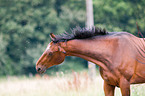 horse