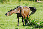 horse