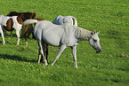 horses on meadow