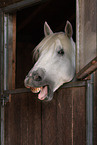 yawning horse