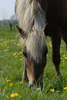 grazing horse