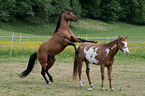 stallion mating mare