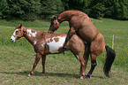 stallion mating mare