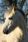 crossbred portrait