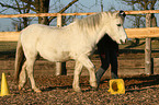 crossbred
