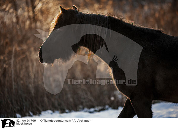 black horse / AA-01706