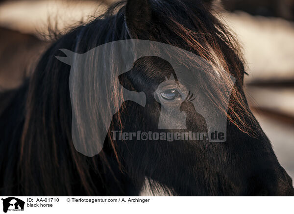 Rappe / black horse / AA-01710