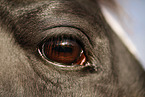 horse eye
