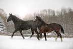 horses in snow flurries
