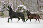 horses in snow flurries