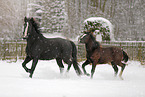 horses in snow flurries