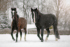 horses in snow flurries