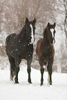 horses in snow flurries
