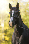 Black horse in autumn