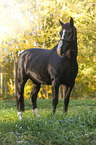 Black horse in autumn