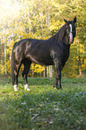 Black horse in autumn