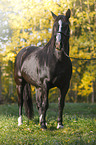 Black horse in autumn