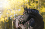 Black horse in autumn