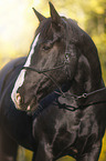 Black horse in autumn