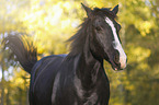 Black horse in autumn