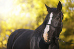 Black horse in autumn