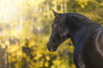 Black horse in autumn