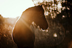 black horse