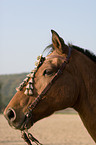 horsehead