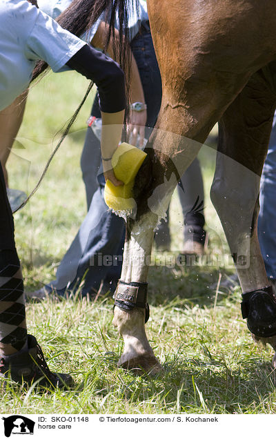 Pferdepflege / horse care / SKO-01148