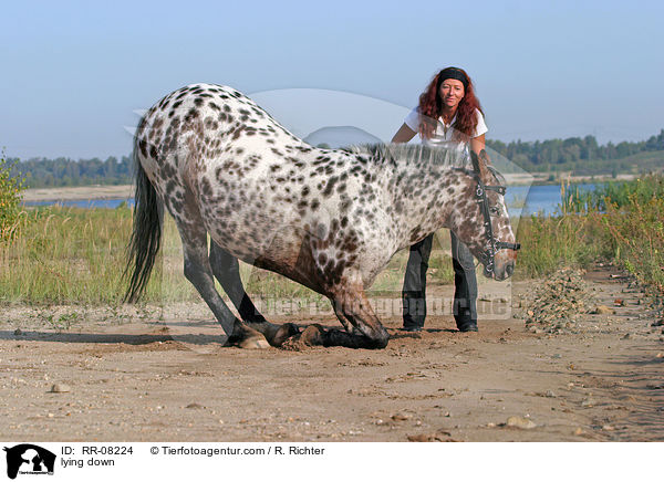 Pferd legt sich auf Kommando / lying down / RR-08224