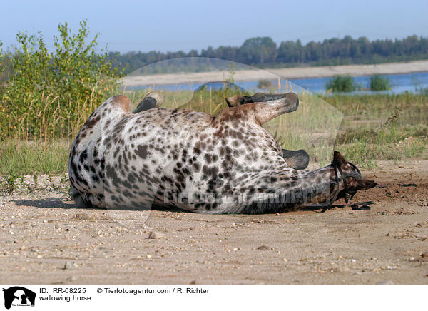 wlzendes Pferd / wallowing horse / RR-08225