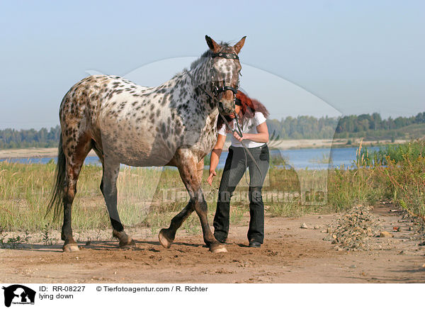 Pferd legt sich auf Kommando / lying down / RR-08227