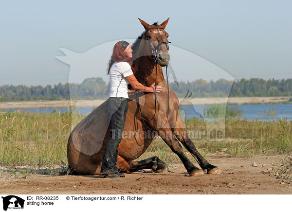 sitzendes Pferd / sitting horse / RR-08235