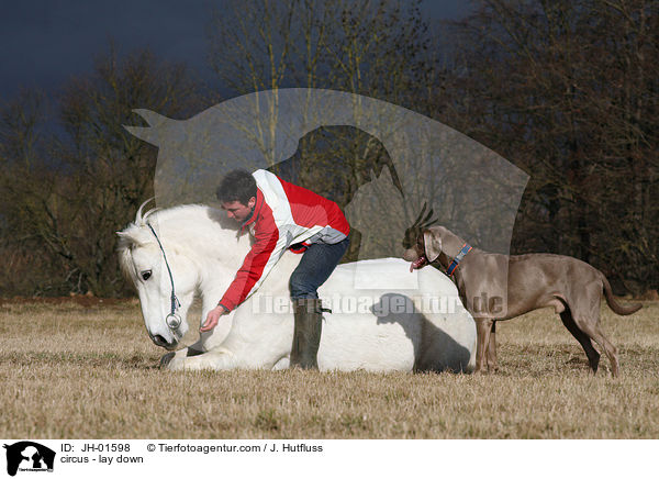 zirzensische Lektion - hinlegen / circus - lay down / JH-01598