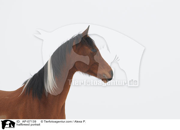 Araber-Pinto Portrait / halfbreed portrait / AP-07139