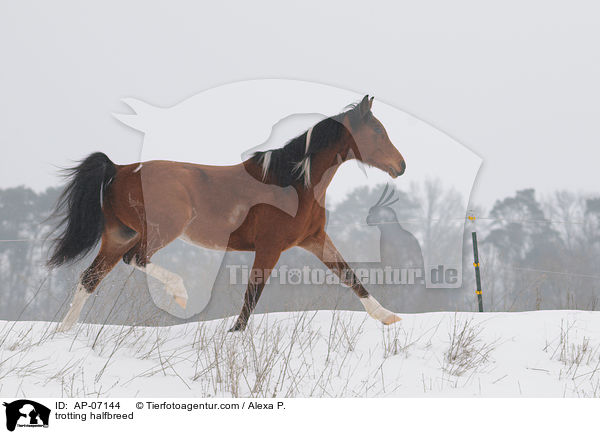 trabender Araber-Pinto / trotting halfbreed / AP-07144