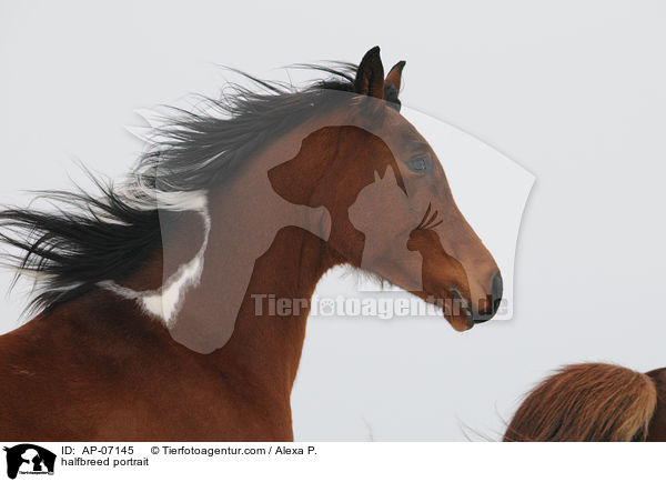 Araber-Pinto Portrait / halfbreed portrait / AP-07145