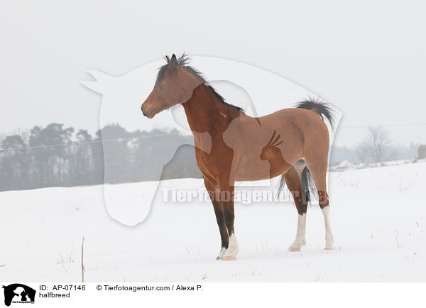 Araber-Pinto / halfbreed / AP-07146