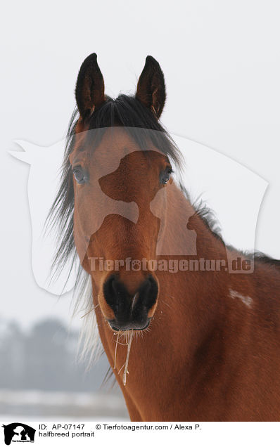 Araber-Pinto Portrait / halfbreed portrait / AP-07147