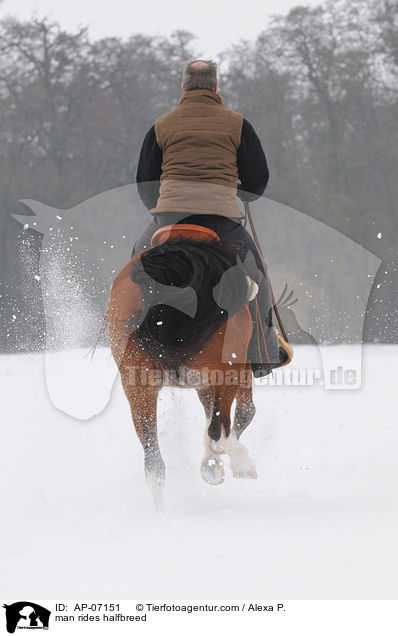 Mann reitet Araber-Pinto / man rides halfbreed / AP-07151