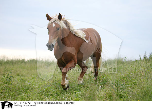 trabender Haflinger-Mix / trotting crossbreed / RR-43772