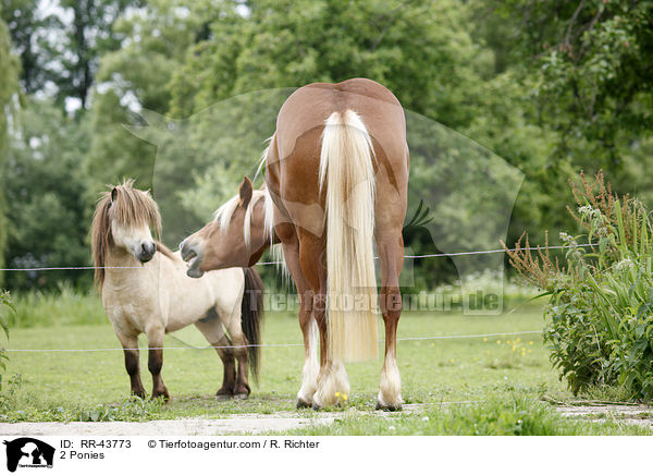2 Ponies / RR-43773