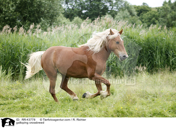 galloppierender Haflinger-Mix / galloping crossbreed / RR-43778
