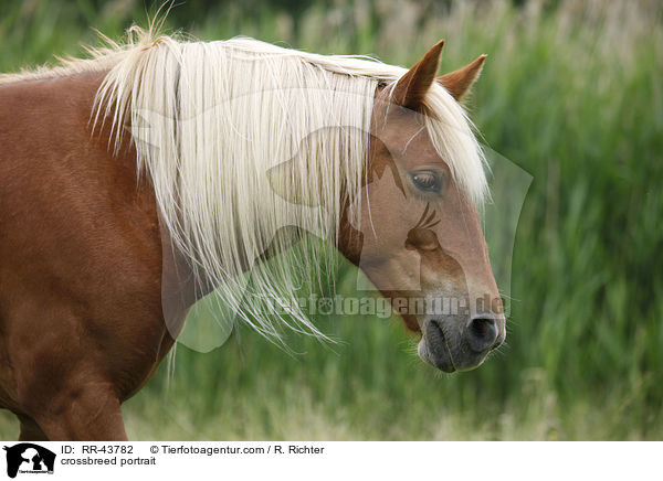 Haflinger-Mix Portrait / crossbreed portrait / RR-43782