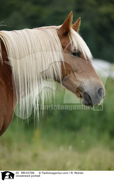 Haflinger-Mix Portrait / crossbreed portrait / RR-43786