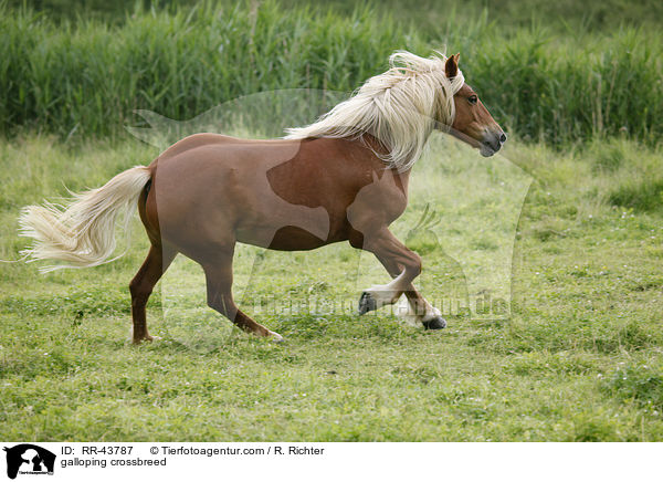 galloppierender Haflinger-Mix / galloping crossbreed / RR-43787