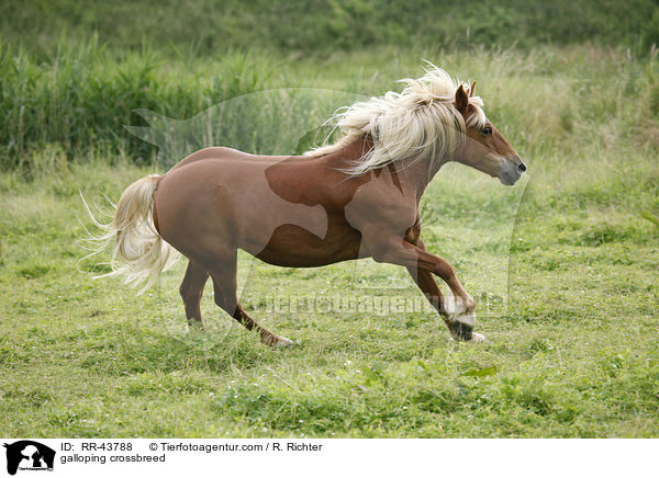 galloppierender Haflinger-Mix / galloping crossbreed / RR-43788