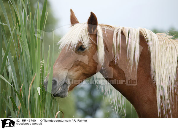 Haflinger-Mix Portrait / crossbreed portrait / RR-43790